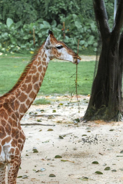 a giraffe stands in a dirt lot holding a small nch