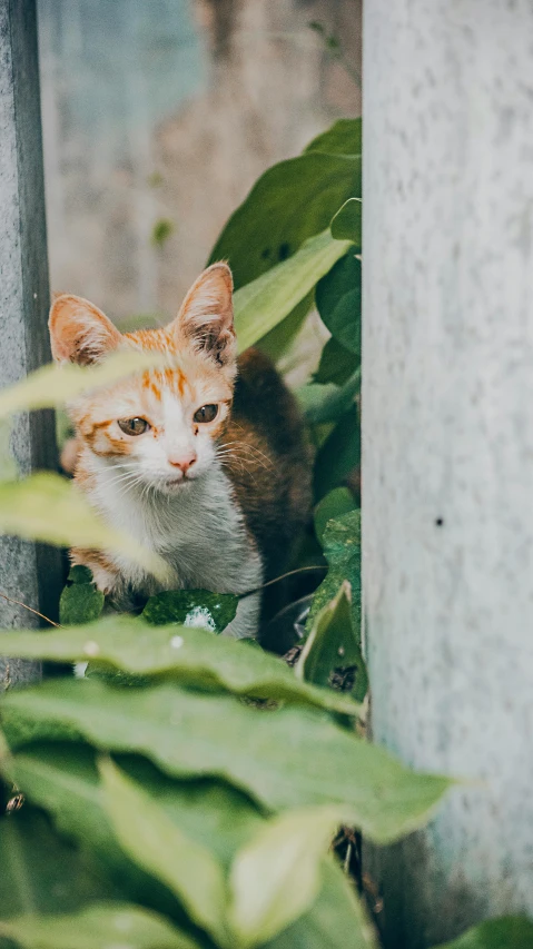 an orange cat is peeking out of the corner