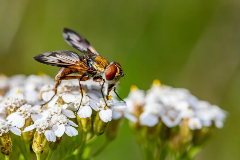 a fly resting on top of a flower