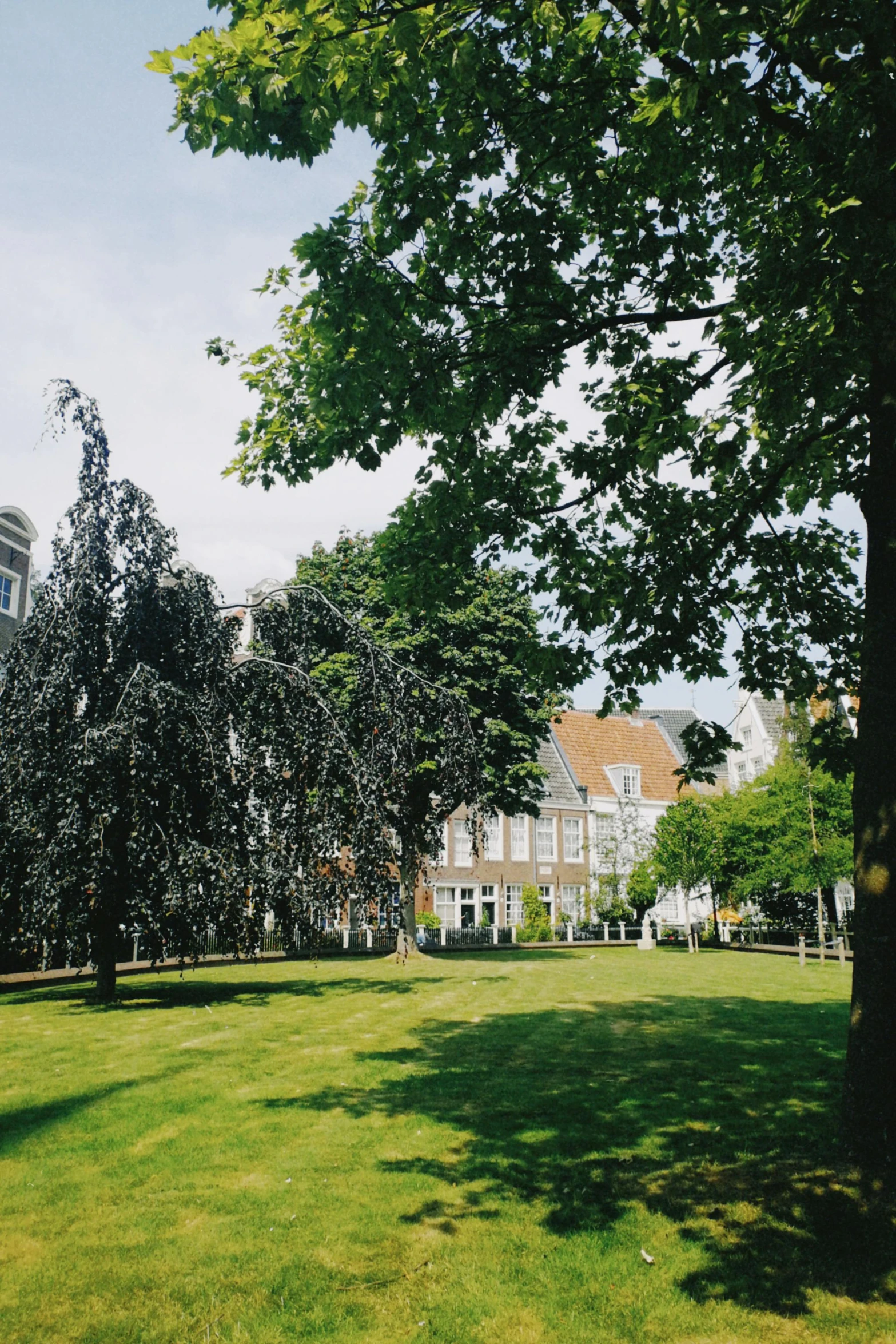 a po of the top of a tree and lawn