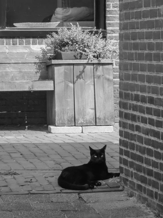 black cat in front of building on brick pathway