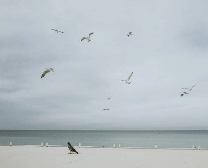 a flock of birds is flying by the ocean
