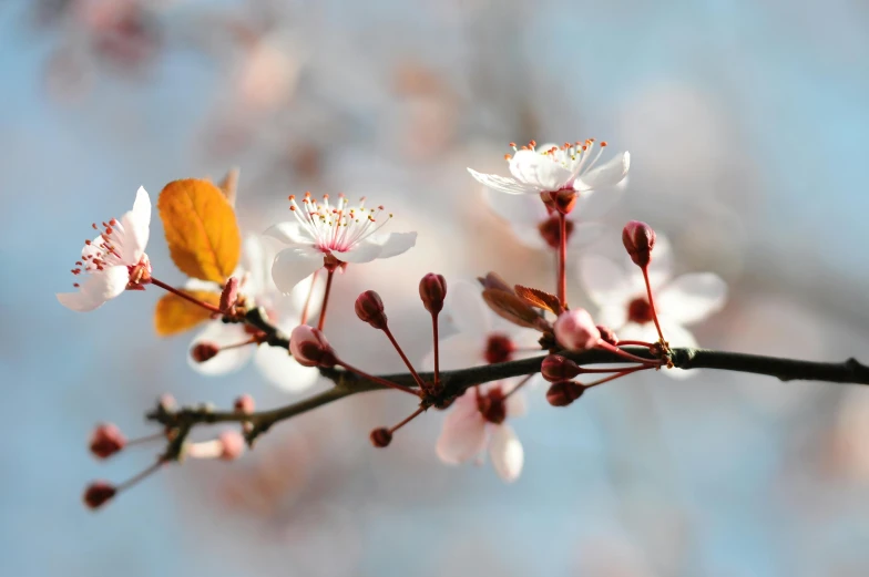 the blossoms are blooming from the nch in the sun