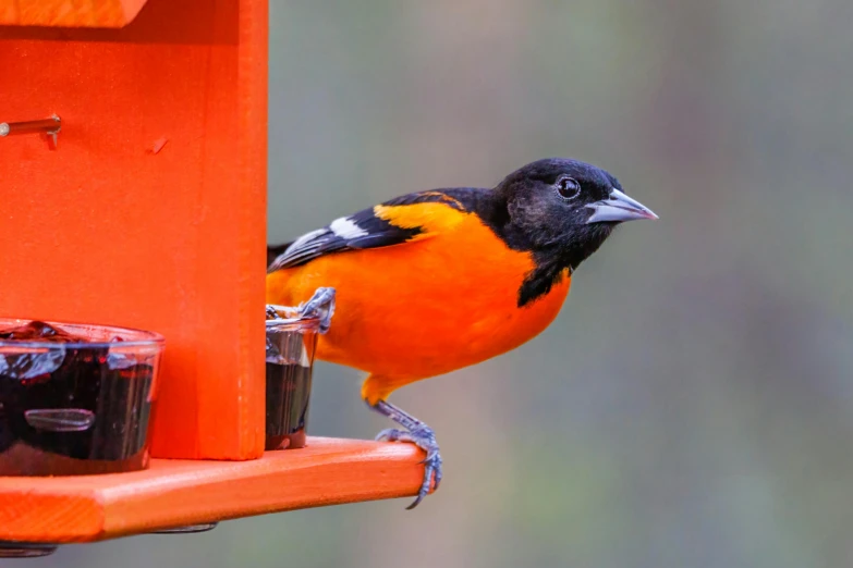 a bird that is sitting on a feeder