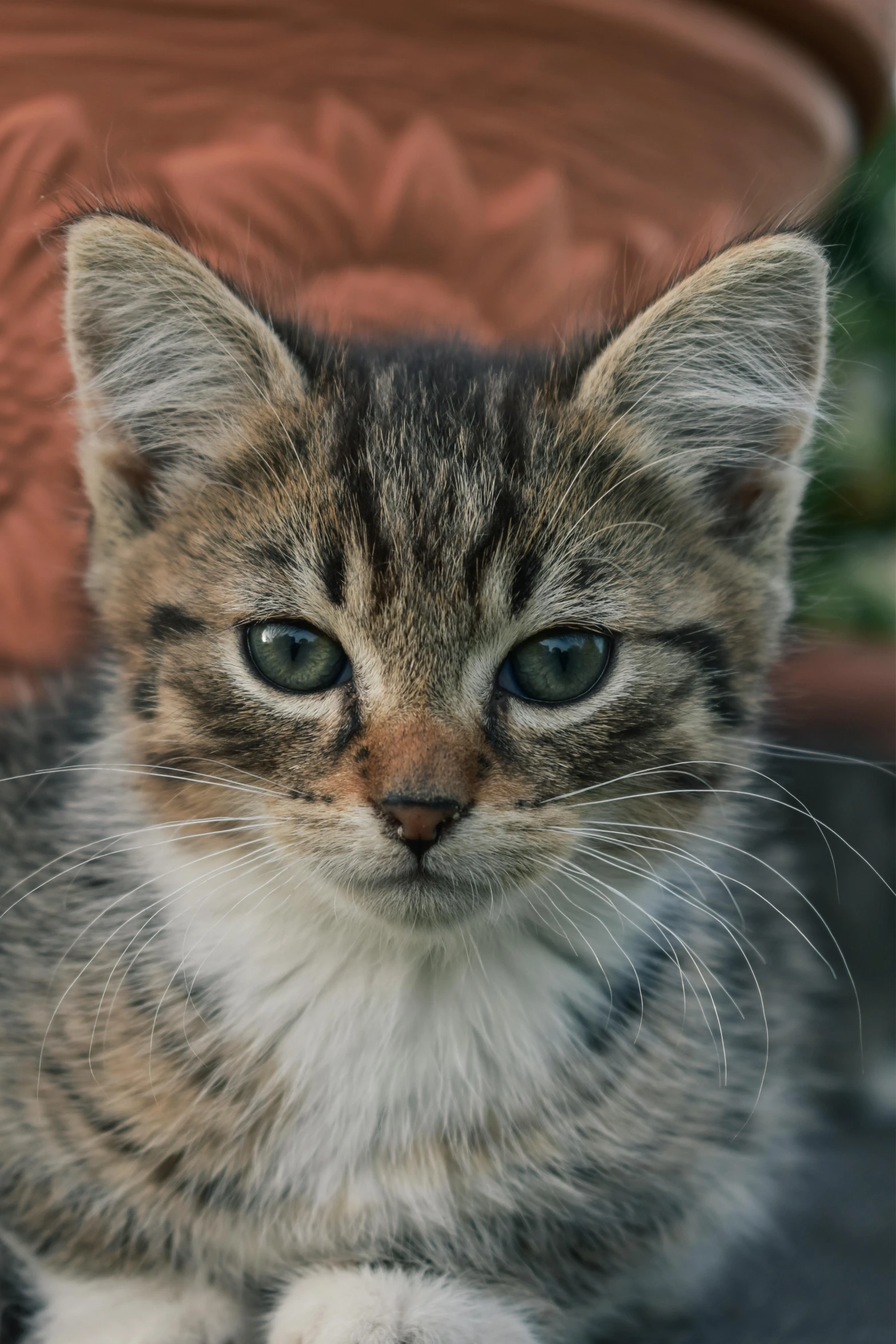 a kitten is sitting on the ground next to some orange pots