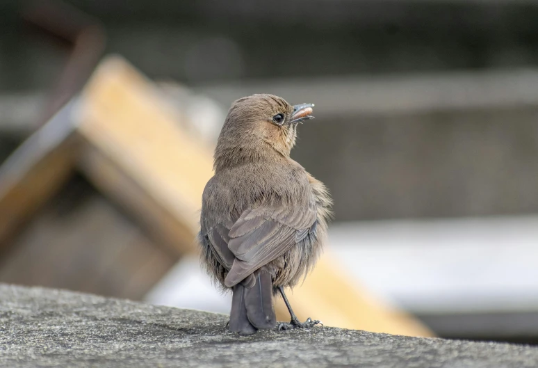 there is a small bird that is sitting on a piece of wood