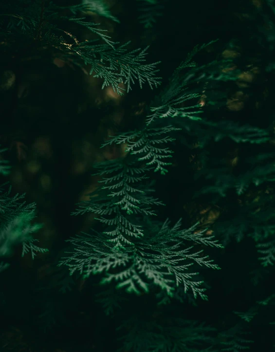 some green leaves on a green tree in the dark