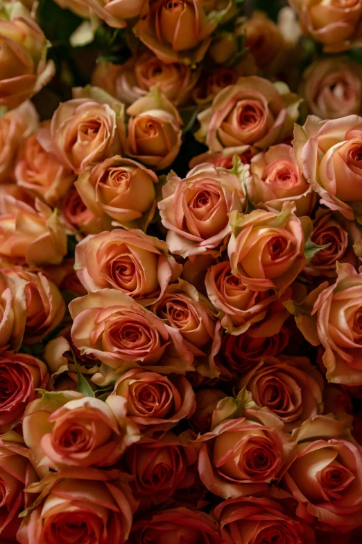 close up of a group of pink roses