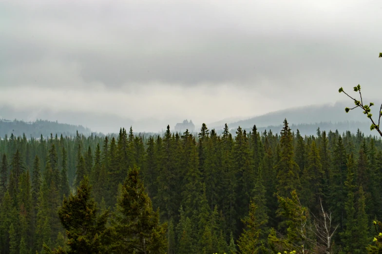 a foggy mountain with many trees and a forest in the foreground