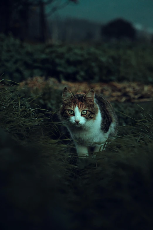 cat with green eyes looking back in the middle of a grass field