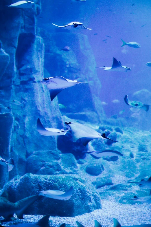 an aquarium with fish swimming around and other sea creatures