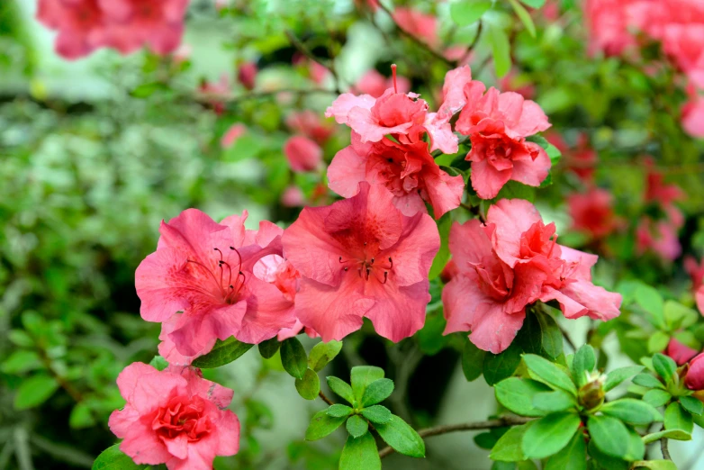 beautiful pink flowers with green leaves are blooming