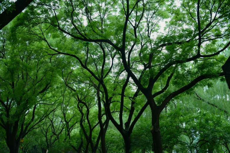 a group of people sitting on a bench under green trees