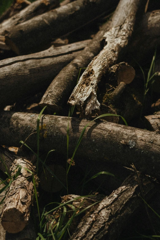 wooden logs piled up in a pile on top of the forest floor