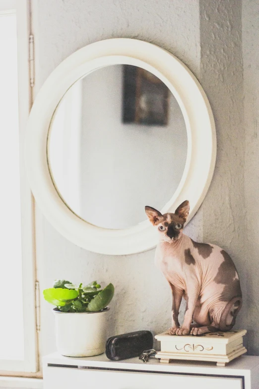 a cat sitting on top of a counter next to a plant