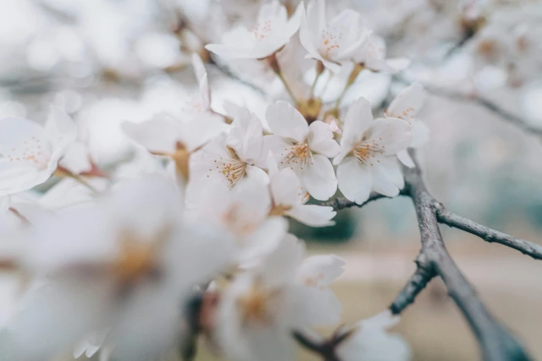 white flowers on a nch of a tree