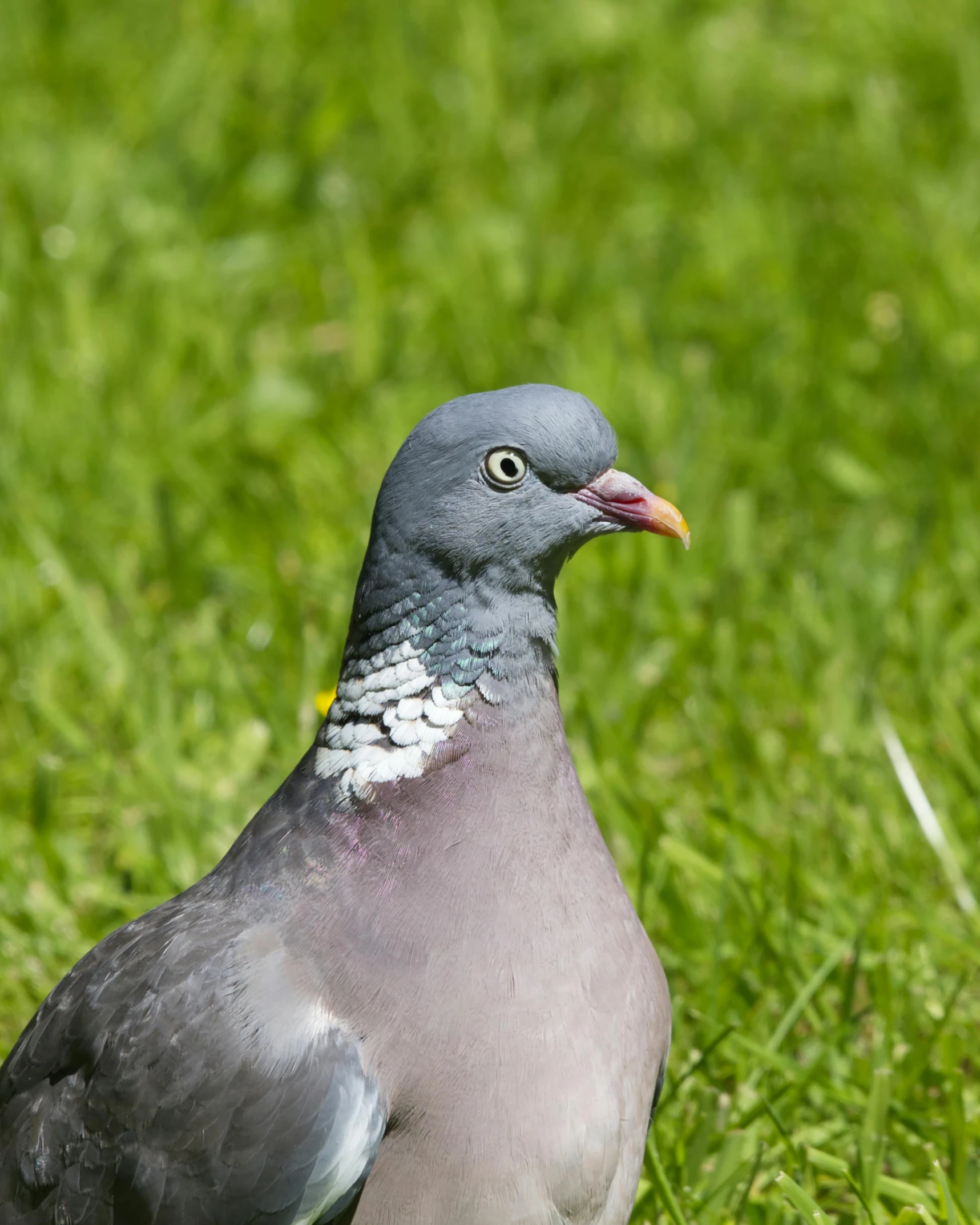 a close up of a pigeon standing on some grass