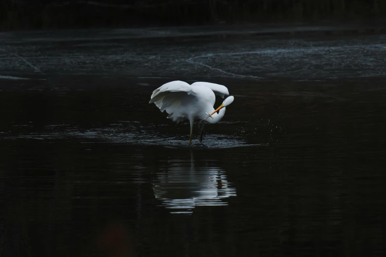 a white egret is standing in the middle of the water