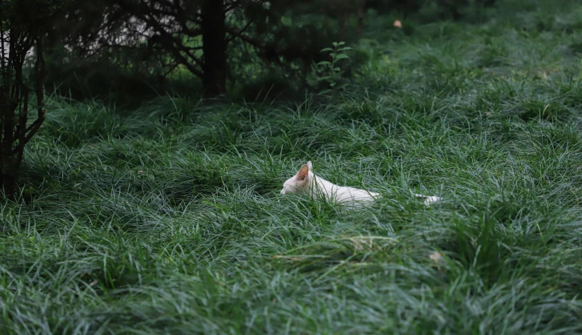 a young dog lays in a green field