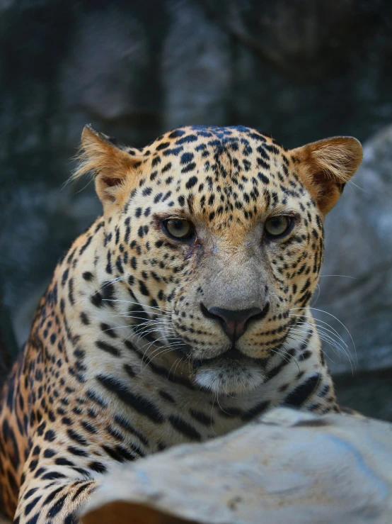 a large, skinny leopard with white spots on its face and black eyes