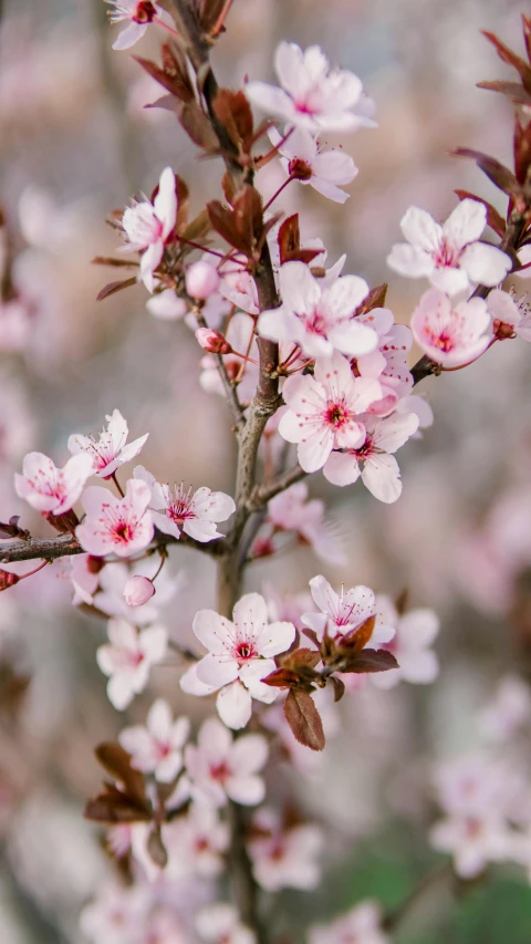 pink flowers are blooming in the garden