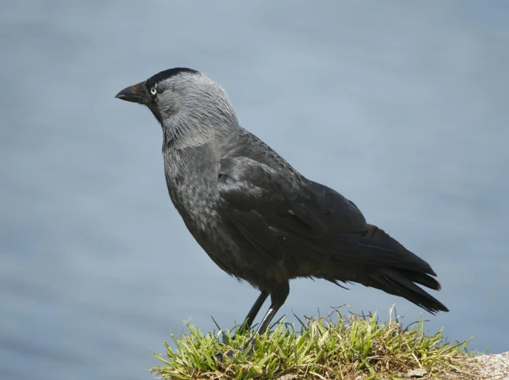 a bird standing on top of a grass covered hill