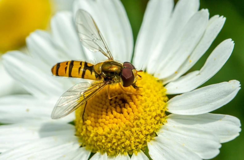 there is a large bee that is standing on top of a flower