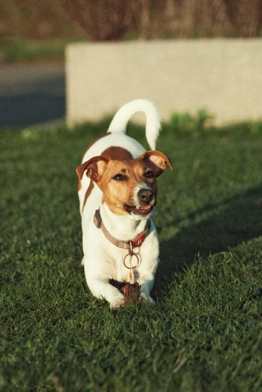 a little dog laying down in the grass