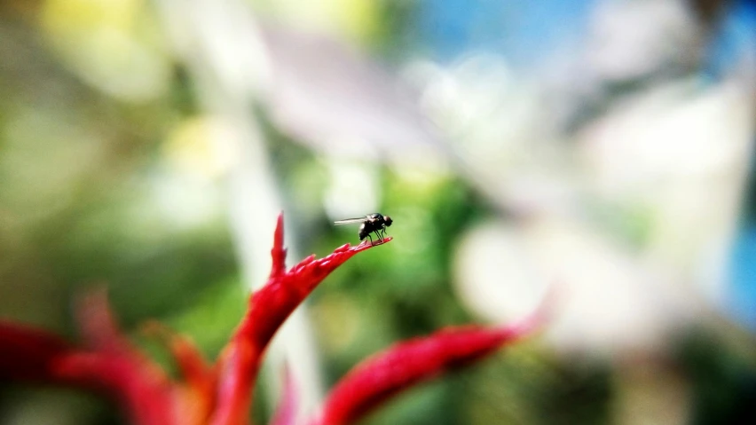 a flies close up from the center of a flower