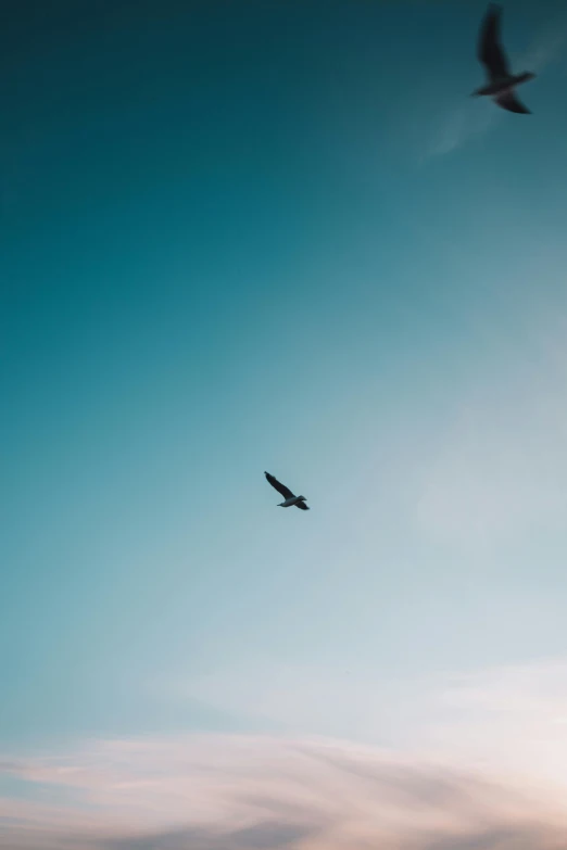 two birds flying in the blue sky, against a hazy background