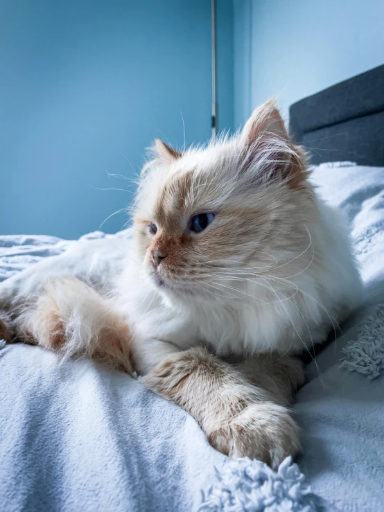a fluffy cat sits on top of a bed
