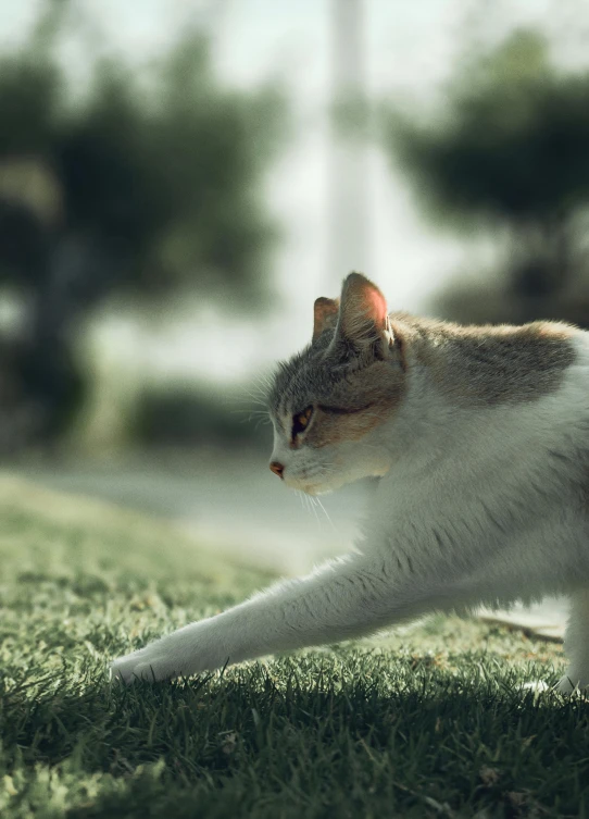 a cat on a grassy field stretching