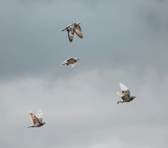 some birds are flying in the cloudy sky