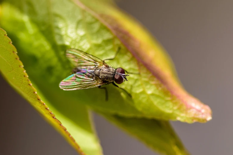 a bug is sitting on a green leaf