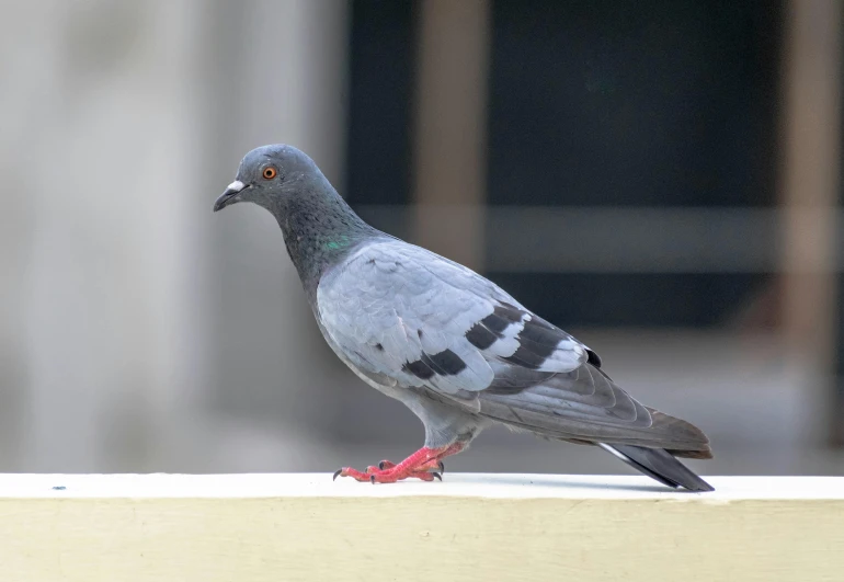 pigeon sitting on ledge in front of building