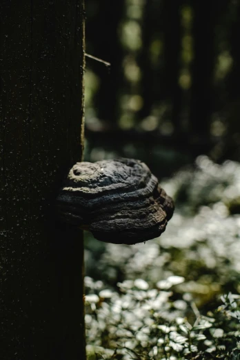 an outdoor mushroom growing on a tree