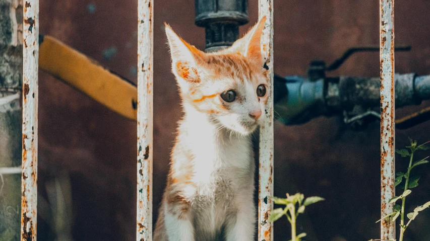 there is a small cat sitting on a metal gate
