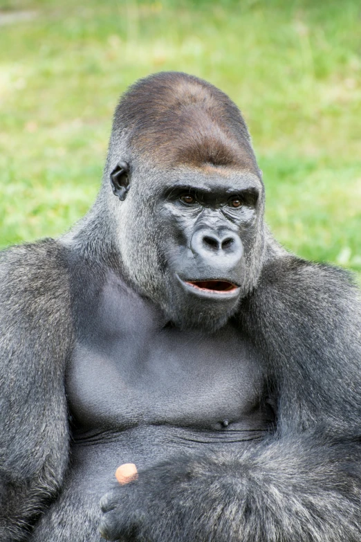 a large silver gorilla sits in the grass