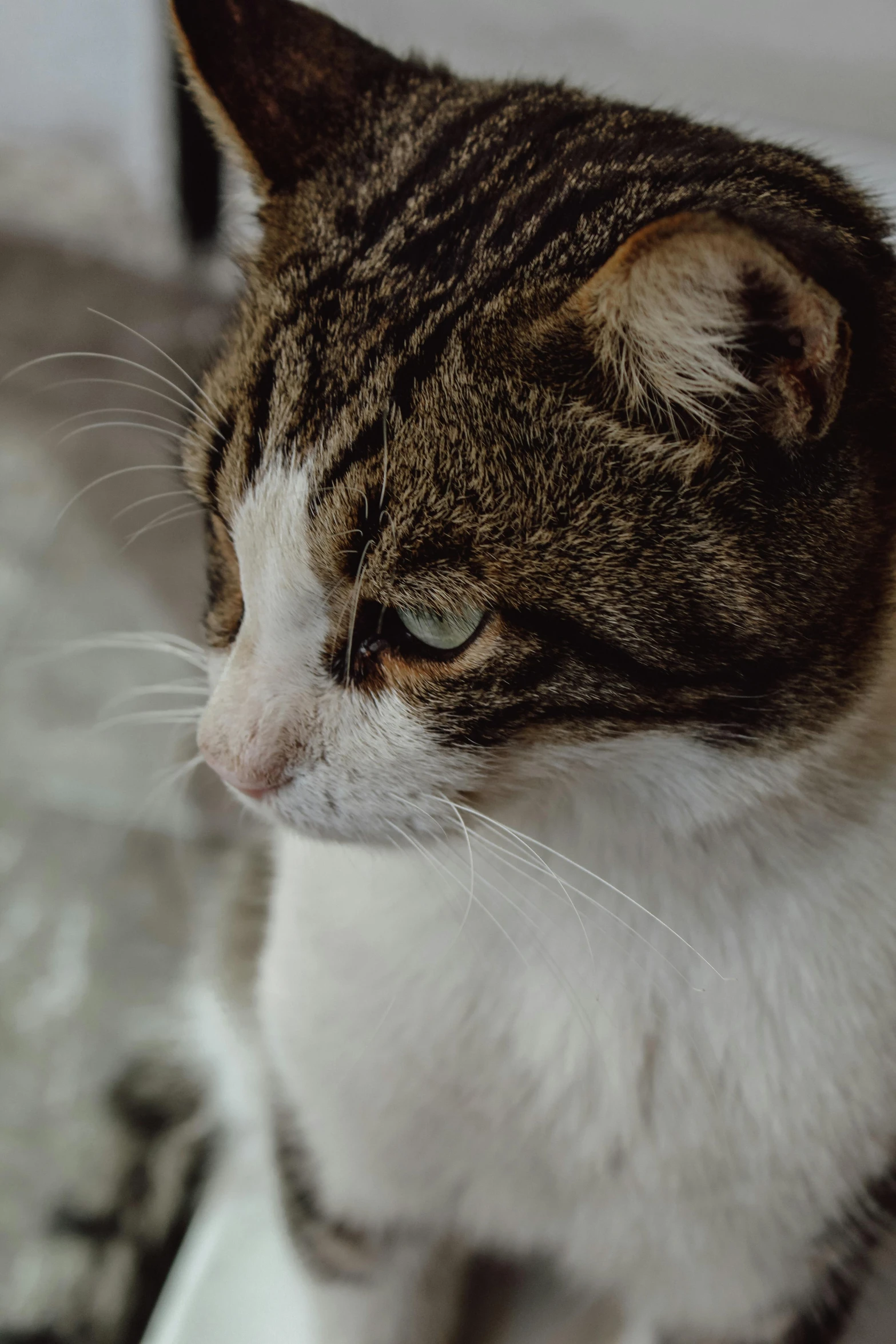 the cat sits looking down with its head on a mirror