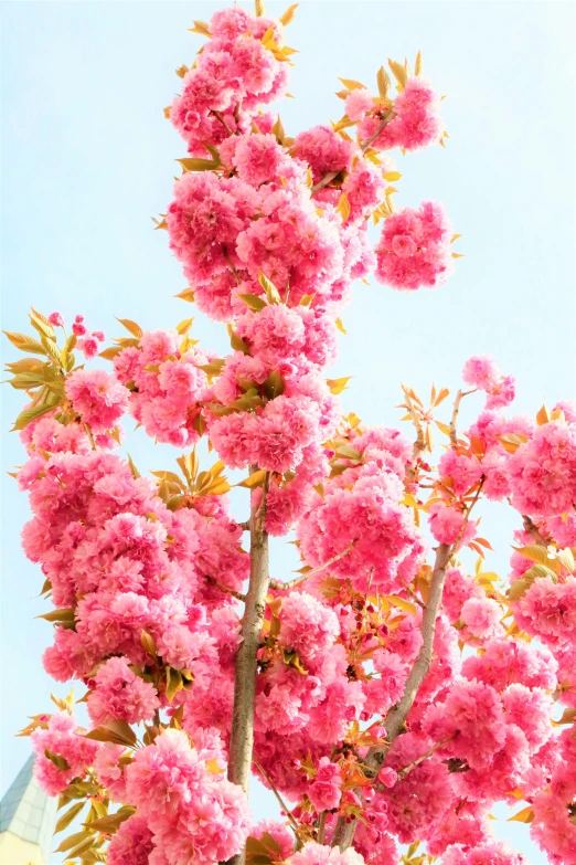 pink flowers with green leaves are blooming on a tree