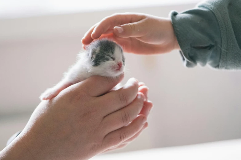 a small kitten with red and white markings is held in two hands