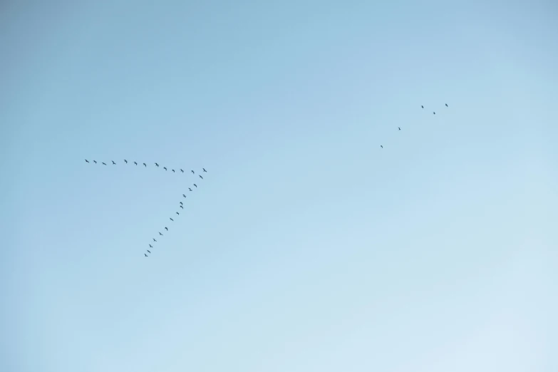 several birds fly in formation over the grass