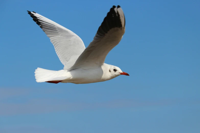 a white bird flying across a blue sky