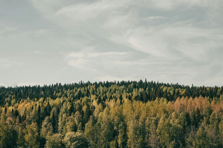 trees are shown on a mountain that has green, brown and yellow foliage