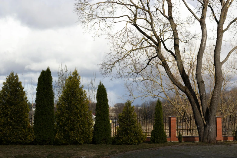 the trees and bushes are growing very closely together