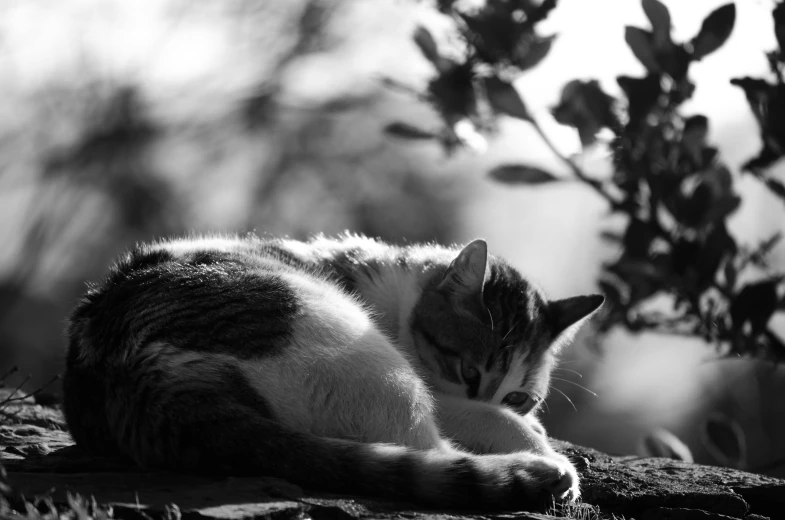 black and white po of a cat curled up sleeping