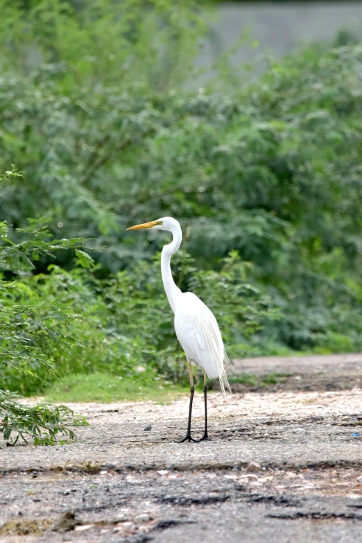 the bird is standing in the gravel and bushes