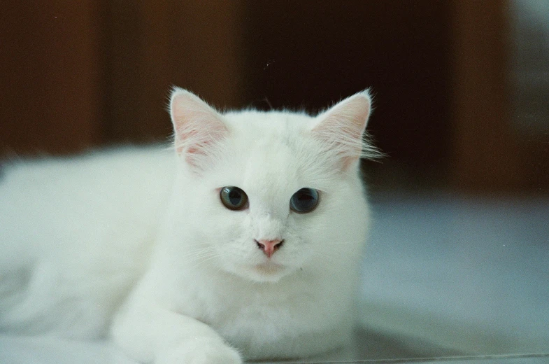 white cat sitting down looking at the camera