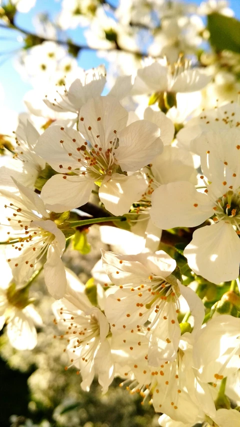 white flowers and buds are growing on a tree