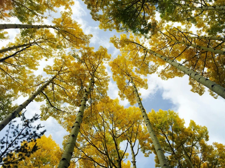 an image of looking up through the leaves of a tree